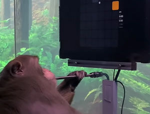Monkey Playing Mindpong