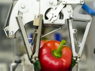 Automated Packaging Of Peppers